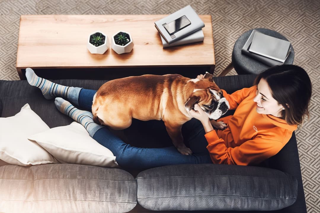 İstanbul Kartal Köpek Pansiyon Hizmeti