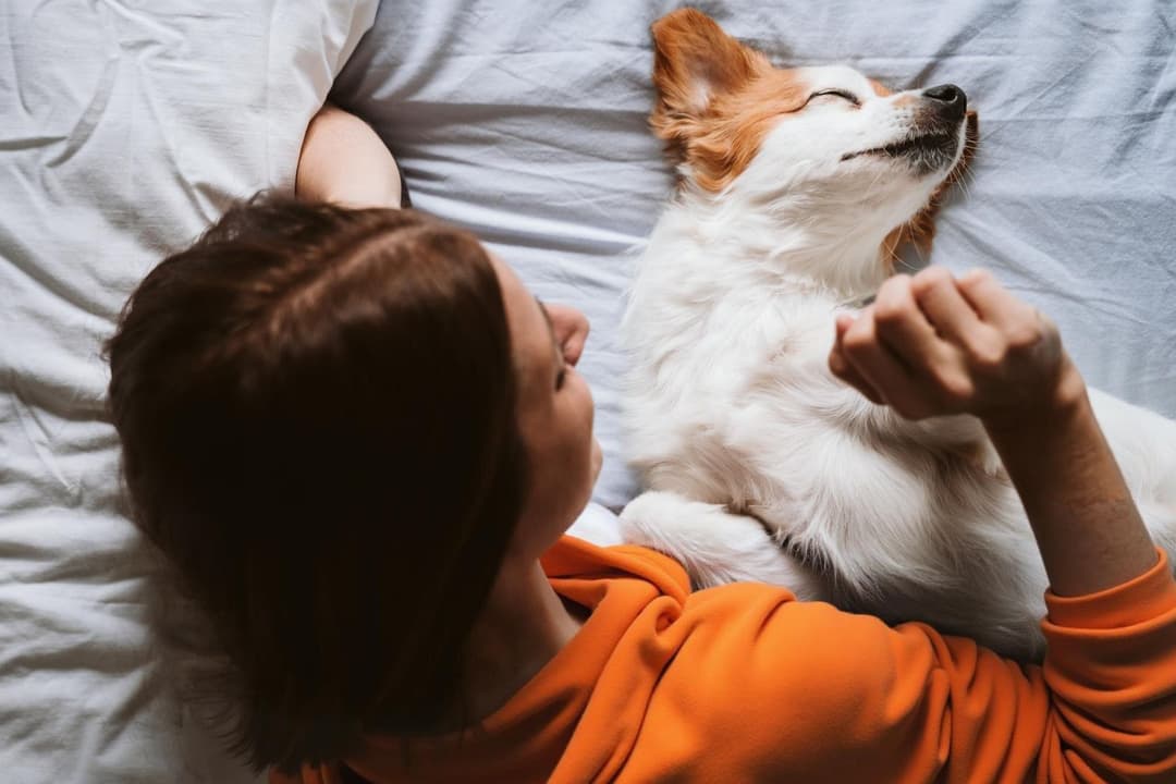 İzmir Karşıyaka Köpek Pansiyon Hizmeti